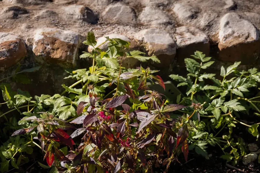 Les plantes locales, un choix pratique et élégant