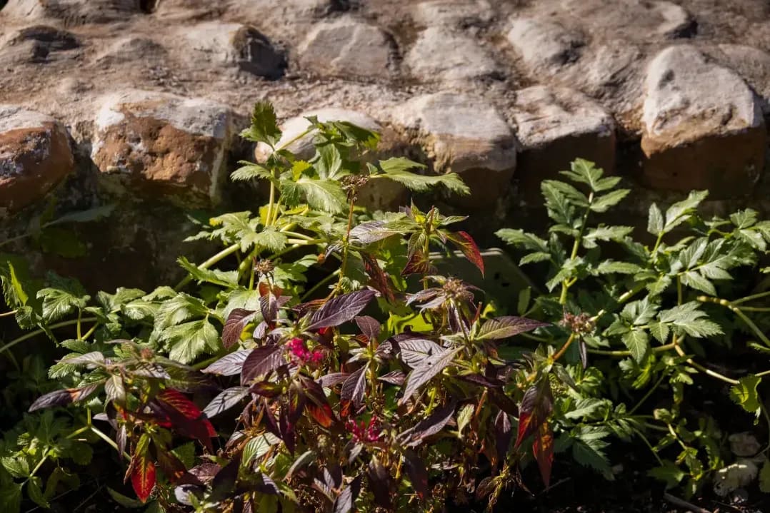Réaménagement d’un jardin familial à entretien simplifié