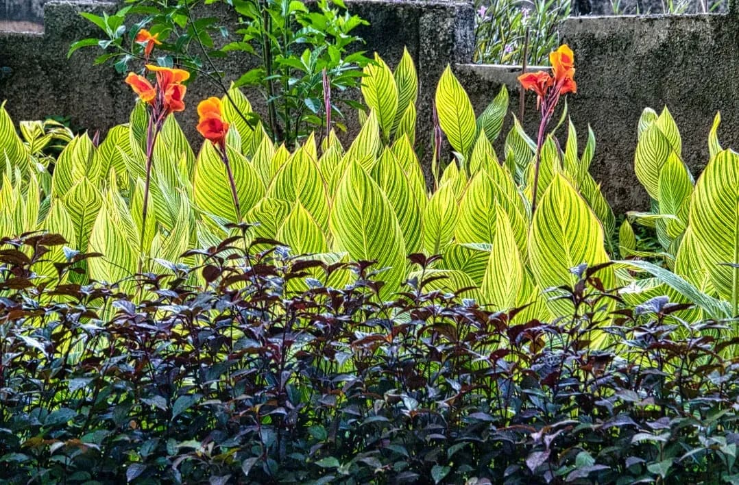 Jardin Harmonie 13