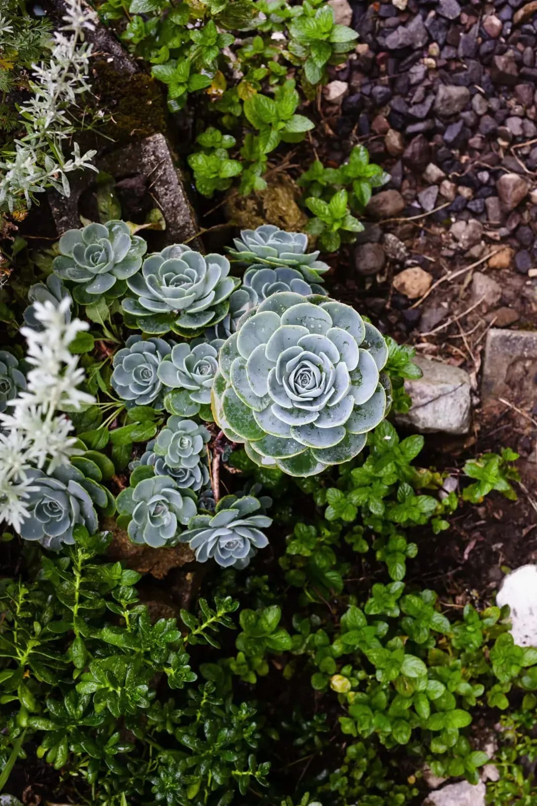 Jardin Harmonie 3