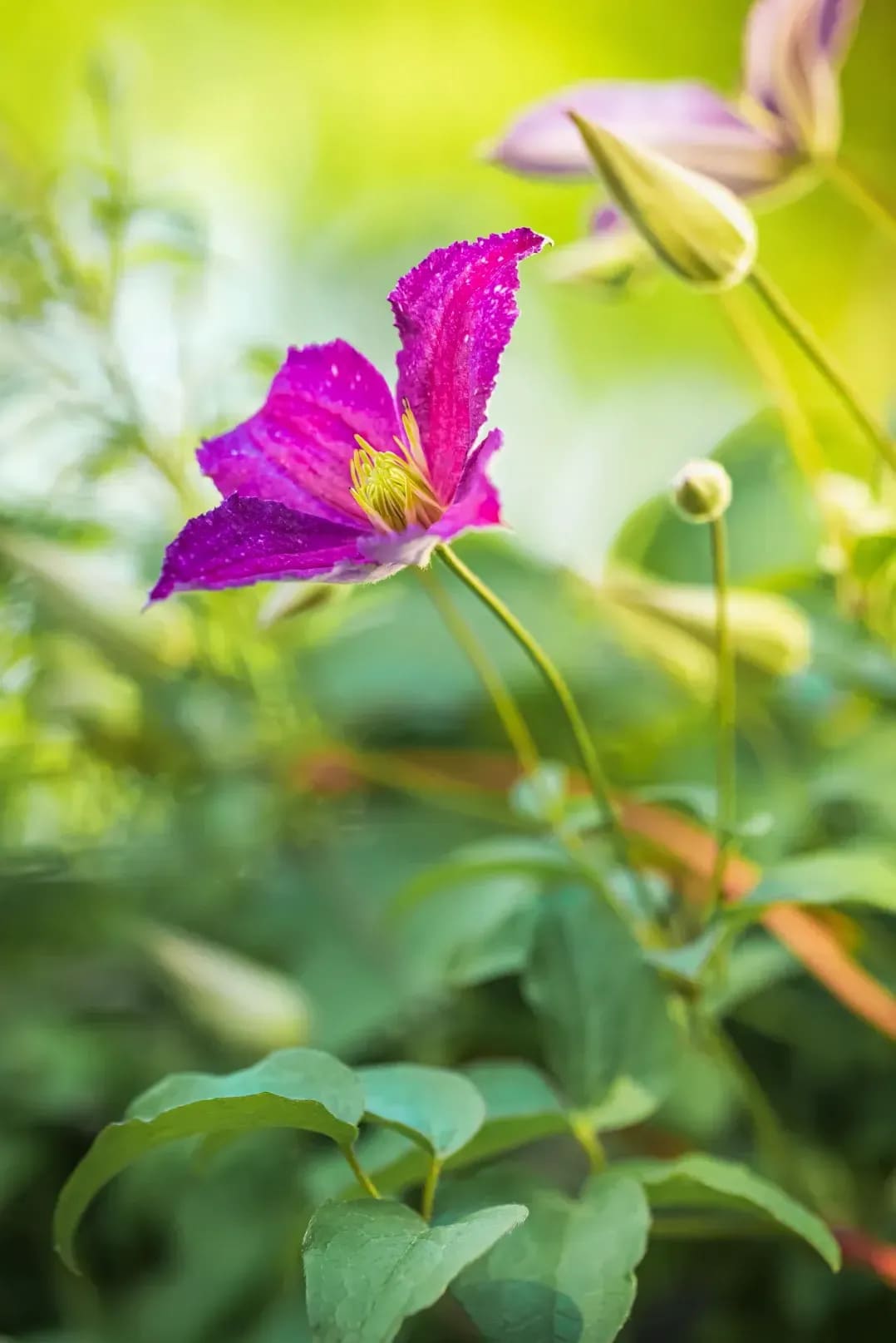Jardin Harmonie 4