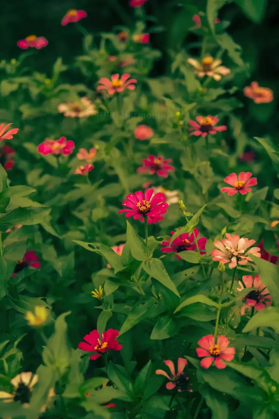 Jardin Harmonie 6